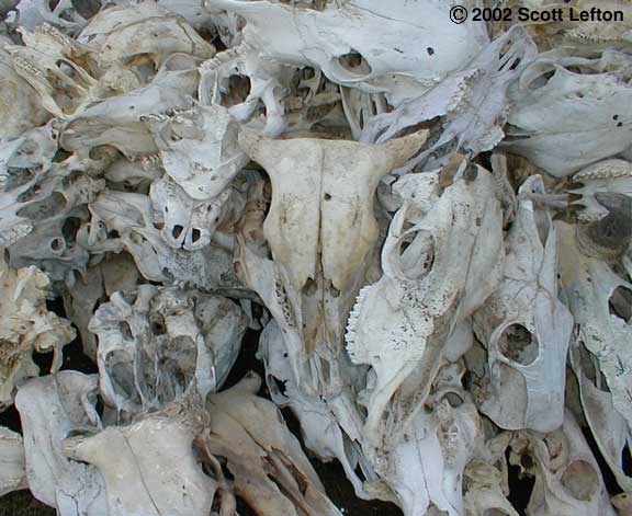 An actual photo of a pile of cow skulls.