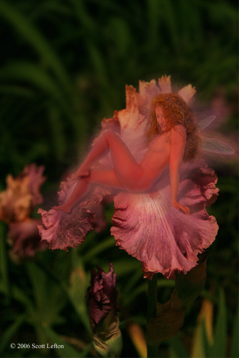 Night-Blooming Flowers:  A faerie with dragonfly wings sits on a purple and orange iris blossom at night.