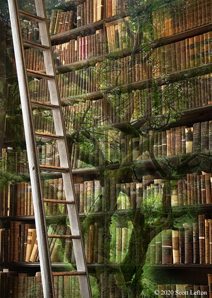A tall bookshelf, extending beyond the view, with a ghostly tree twisting and growing up through the bookshelf and the books. A bookshelf ladder is in the foreground, ascending out of sight. 