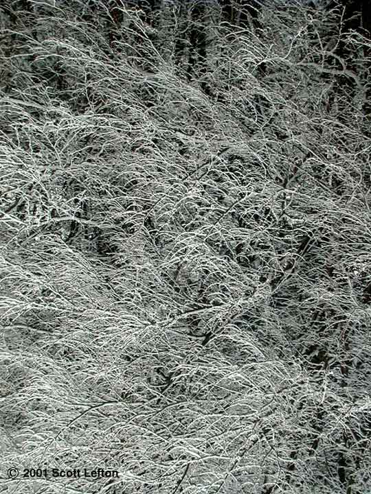 Black & white of tree branches coated with ice.