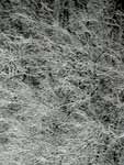 Thumbnail of Winter Trees